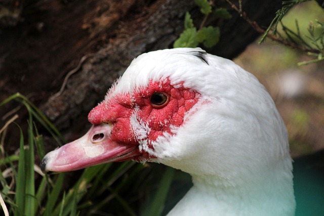 被对手逆转 被对手逆转